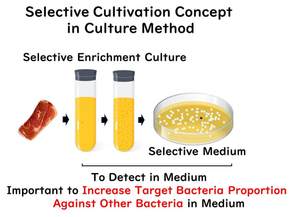 Selective enrichment culture process depicted with a sequence showing a meat sample transitioning into liquid enrichment media and then onto a selective medium plate. Text emphasizes the importance of increasing the target bacteria proportion in the medium for effective detection.