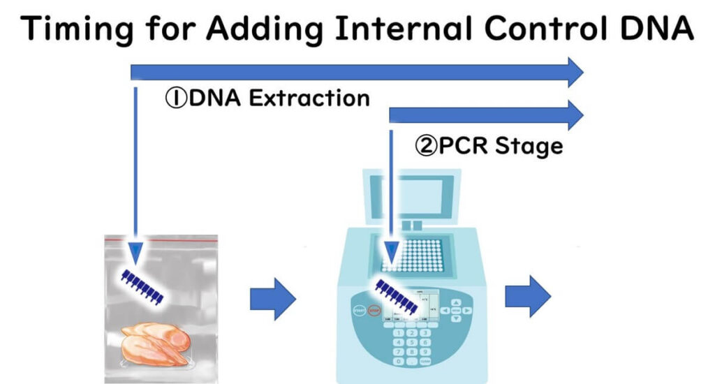 Diagram illustrating the timing of adding internal control DNA during PCR testing stages, including DNA extraction and PCR amplification, for accurate microbial detection in food samples.