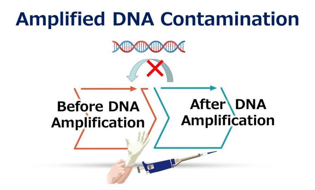 Diagram showing amplified DNA contamination during PCR testing, illustrating cross-contamination risks before and after DNA amplification and highlighting the need for proper lab protocols.