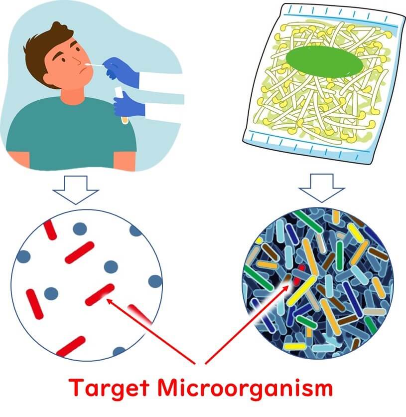 Illustration showing the enrichment of a target microorganism in a mixed microbial population during PCR testing, highlighting the identification process for foodborne pathogens.