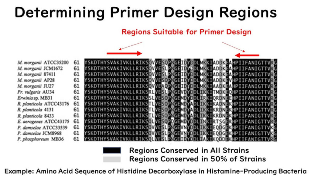 Visual representation of conserved regions in amino acid sequences of histidine decarboxylase from histamine-producing bacteria, highlighting areas suitable for primer design. Conserved regions across all strains are marked in black, and regions conserved in 50% of strains are in gray.