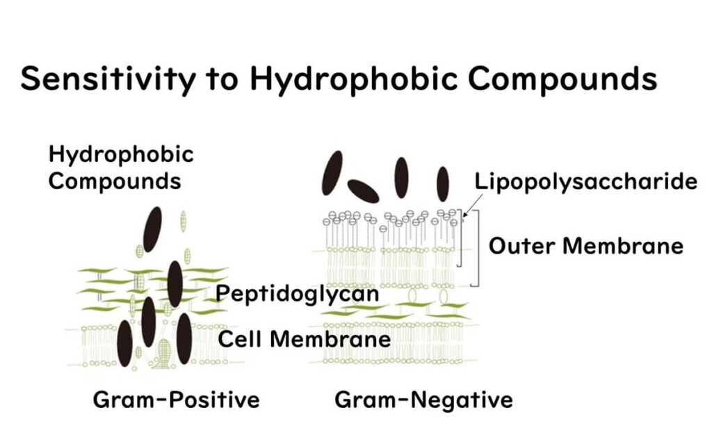 The cell surface of microorganisms