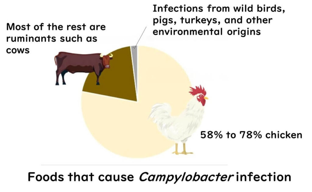 Pie chart illustrating estimated sources of Campylobacter infection: 58–78% attributed to chicken, a significant portion to ruminants such as cows, and a small fraction to wild birds, pigs, turkeys, and environmental sources.
