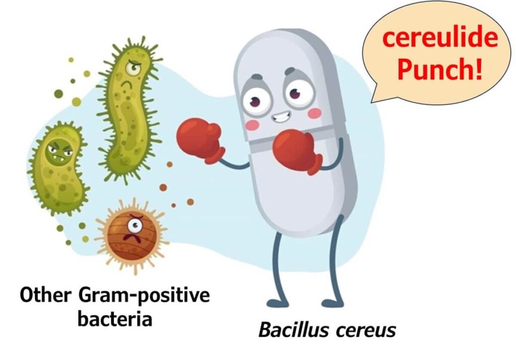 Cartoon illustration of Bacillus cereus depicted as a boxer delivering a 'cereulide punch' to other Gram-positive bacteria, symbolising its use of cereulide as an antibiotic to outcompete microbial rivals.