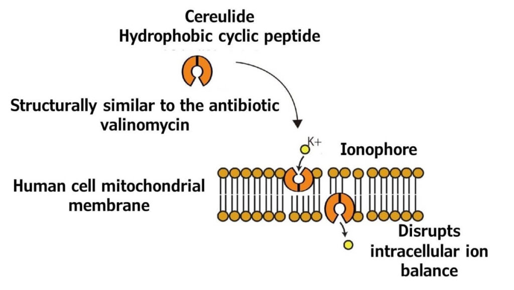 Diagram showing how cereulide, a hydrophobic cyclic peptide structurally similar to the antibiotic valinomycin, acts as an ionophore in the mitochondrial membrane of human cells, disrupting intracellular potassium ion balance.