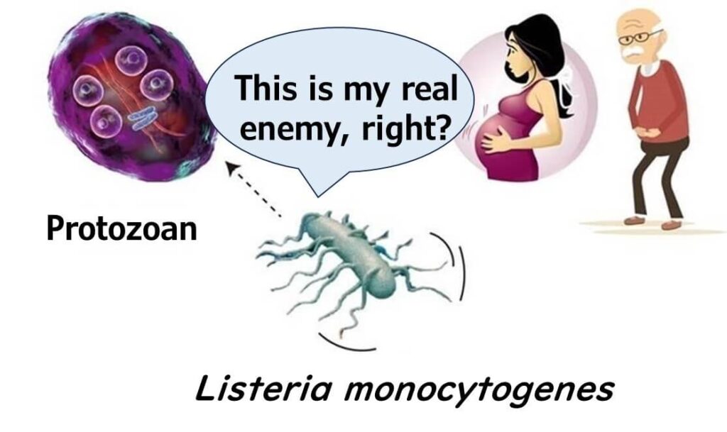 Cartoon of Listeria monocytogenes asking, 'This is my real enemy, right?' while pointing at a protozoan, with a pregnant woman and elderly man in the background to represent human vulnerability.