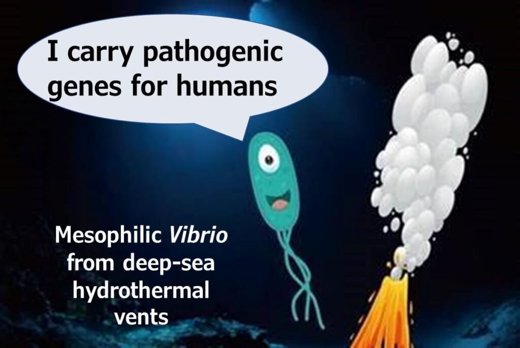 A cartoon of a mesophilic Vibrio bacterium from deep-sea hydrothermal vents claiming to carry human-pathogenic genes.
