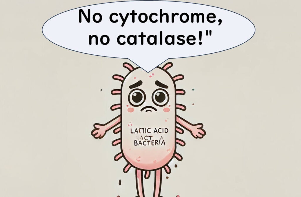 Lactic acid bacteria standing saying 'no cytochrome, no catalase"