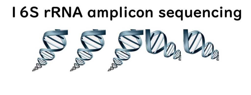 Visual representation of DNA strands symbolising 16S rRNA amplicon sequencing used for microbial community analysis.