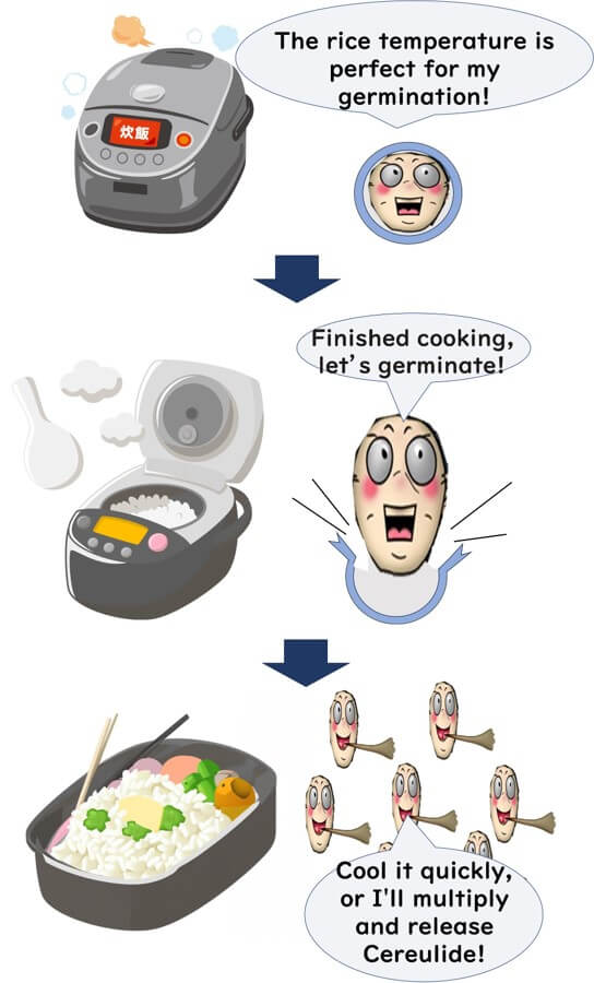 Cartoon diagram showing Bacillus cereus spore germination in cooked rice. Sequence includes a rice cooker, germinating bacteria, and a warning that if rice isn't cooled quickly, the bacteria will multiply and release cereulide toxin.
