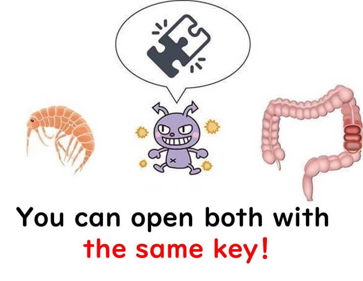A cartoon of a shrimp (left), a mischievous-looking bacterium holding a puzzle piece key (centre), and a human intestine (right). Caption reads: "You can open both with the same key!"—referring to the bacterium’s ability to attach to both shrimp shells and human intestines using the same adhesion protein.